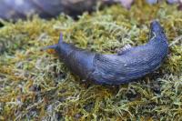 Limax cinereoniger