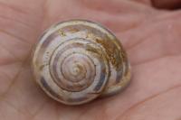 Cepaea nemoralis