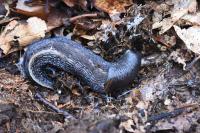 Limax cinereoniger