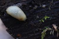 Arion intermedius