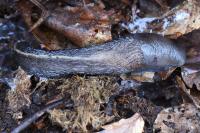 Limax cinereoniger