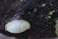 Arion intermedius