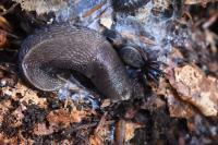 Limax cinereoniger