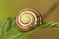 Cepaea nemoralis