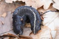 Limax cinereoniger