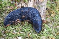 Limax cinereoniger