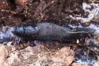 Limax cinereoniger