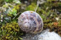Cornu aspersum