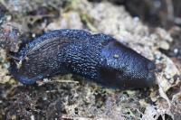 Limax cinereoniger