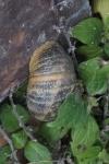 Cornu aspersum