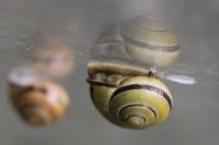 Cepaea nemoralis