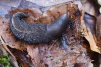 Limax cinereoniger