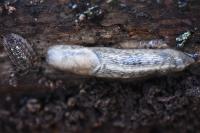 Lehmannia marginata