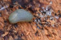 Arion intermedius