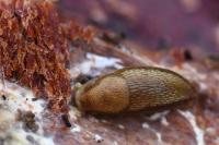 Arion subfuscus