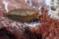 Arion subfuscus