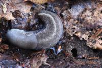Limax cinereoniger