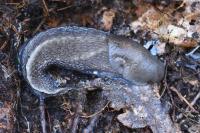 Limax cinereoniger