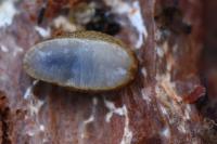 Arion subfuscus