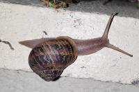 Cornu aspersum
