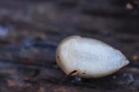 Lehmannia marginata