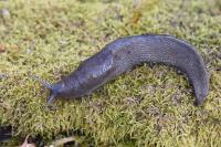 Limax cinereoniger
