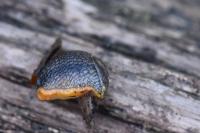 Arion hortensis