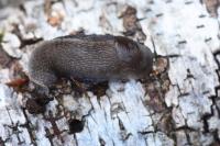 Limax cinereoniger