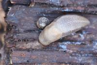 Lehmannia marginata