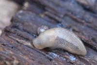 Lehmannia marginata