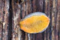 Arion hortensis