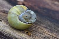 Cepaea nemoralis