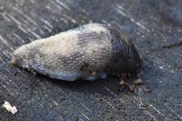 Limax cinereoniger