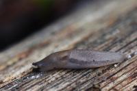 Lehmannia marginata