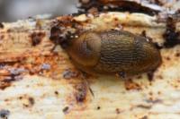 Arion subfuscus