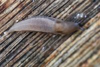 Lehmannia marginata