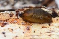 Arion subfuscus