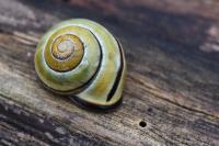 Cepaea nemoralis