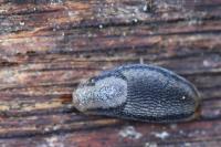 Arion hortensis