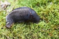 Limax cinereoniger