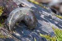 Limax cinereoniger