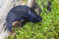Limax cinereoniger