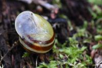 Cepaea hortensis