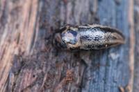 Limax maximus