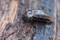 Limax maximus