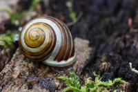Cepaea hortensis