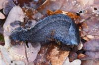 Limax cinereoniger