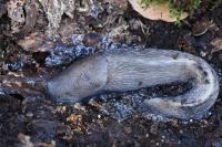 Limax cinereoniger