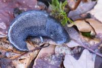 Limax cinereoniger
