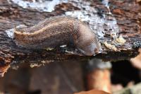 Limax cinereoniger